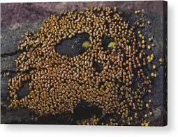 Attēlu rezultāti vaicājumam “Physarum contextum spores”