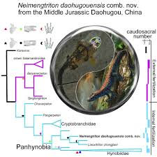 Image result for Co de Crista Chins