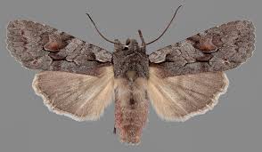 Attēlu rezultāti vaicājumam “Lithophane furcifera”