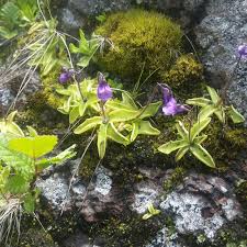 Attēlu rezultāti vaicājumam “Pinguicula vulgaris”