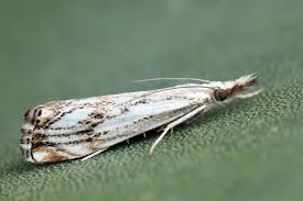 Attēlu rezultāti vaicājumam “Catoptria falsella”