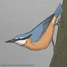 Image result for Sitta europaea