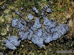 Attēlu rezultāti vaicājumam “Badhamia utricularis”