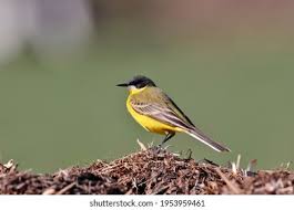 Attēlu rezultāti vaicājumam “Motacilla flava flava”