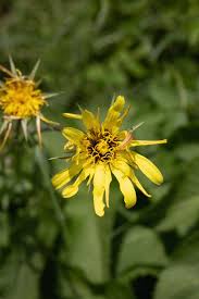 Attēlu rezultāti vaicājumam “Tragopogon pratensis subsp. pratensis bud”
