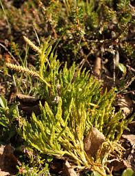 Attēlu rezultāti vaicājumam “Diphasiastrum tristachyum”