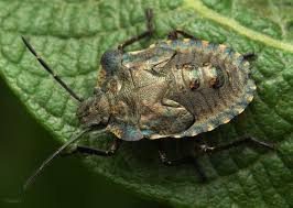 Attēlu rezultāti vaicājumam “Pentatoma rufipes”