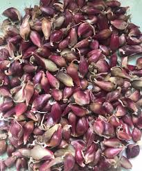 Attēlu rezultāti vaicājumam “Allium sativum fruit”