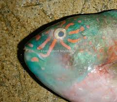 Image result for Calotomus carolinus