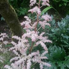 Image result for Rodgersia chocolate wings