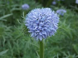 Attēlu rezultāti vaicājumam “Polemoniaceae”