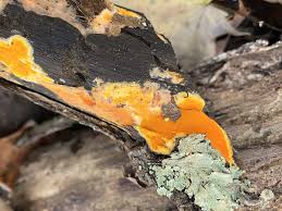 Attēlu rezultāti vaicājumam “Ceriporiopsis resinascens”