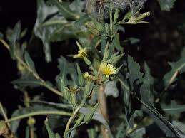 Attēlu rezultāti vaicājumam “Lactuca serriola”