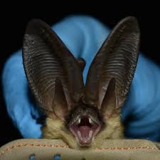 Attēlu rezultāti vaicājumam “Pipistrellus nathusii”