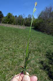 Attēlu rezultāti vaicājumam “Carex pilosa”