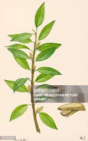 Attēlu rezultāti vaicājumam “Santalaceae”