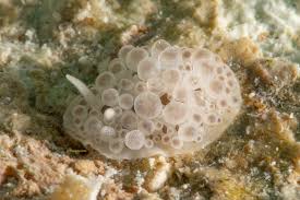 Attēlu rezultāti vaicājumam “Octosporella jungermanniarum”