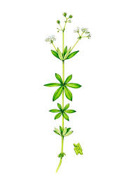 Attēlu rezultāti vaicājumam “Galium odoratum flower”