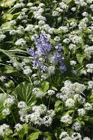 Attēlu rezultāti vaicājumam “Cnidium dubium leaf”
