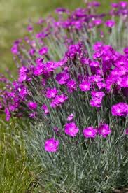 Image result for Dianthus gratianopolitanus