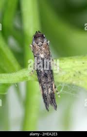 Attēlu rezultāti vaicājumam “Epermeniidae”