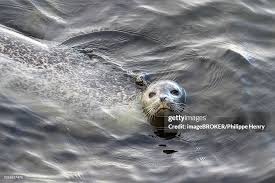 Image result for Phoca vitulina
