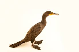 Image result for Phalacrocorax auritus