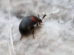 Attēlu rezultāti vaicājumam “Anisotoma humeralis”