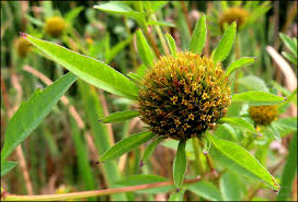Attēlu rezultāti vaicājumam “Bidens cernua flower”