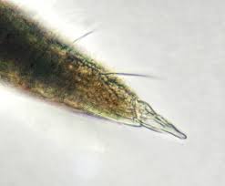 Attēlu rezultāti vaicājumam “Hypogastrura sp.”