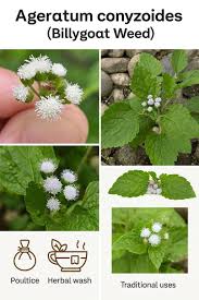 Image result for Ageratum conyzoides