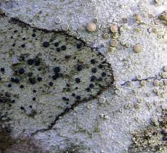 Attēlu rezultāti vaicājumam “Lecidella elaeochroma”