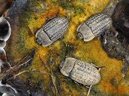 Attēlu rezultāti vaicājumam “Opatrum sabulosum”