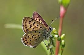 Attēlu rezultāti vaicājumam “Lycaena tityrus female”