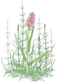 Attēlu rezultāti vaicājumam “Dactylorhiza cruenta leaf”