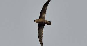 Image result for Chaetura pelagica