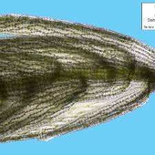 Attēlu rezultāti vaicājumam “Sphagnum quinquefarium”