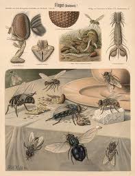 Attēlu rezultāti vaicājumam “Brachycera”