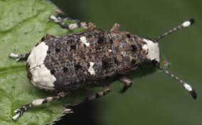 Attēlu rezultāti vaicājumam “Platystomos albinus”