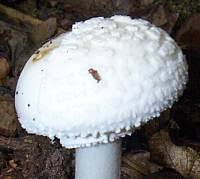 Attēlu rezultāti vaicājumam “Amanita citrina”