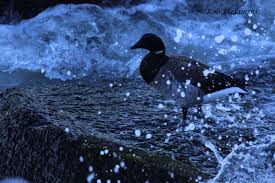 Attēlu rezultāti vaicājumam “Branta bernicla adult”