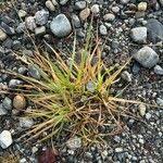 Attēlu rezultāti vaicājumam “Danthonia decumbens fruit”