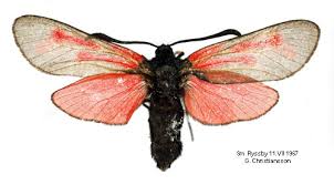 Attēlu rezultāti vaicājumam “Zygaena minos”