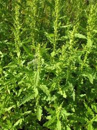 Image result for Chenopodium ambrosioides