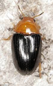 Attēlu rezultāti vaicājumam “Erotylidae”