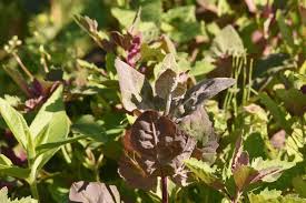 Attēlu rezultāti vaicājumam “Chenopodium rubrum leaf”