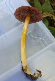 Attēlu rezultāti vaicājumam “Mycena”