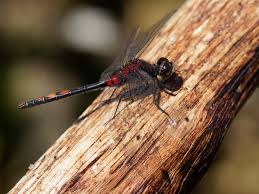 Attēlu rezultāti vaicājumam “Leucorrhinia dubia male”
