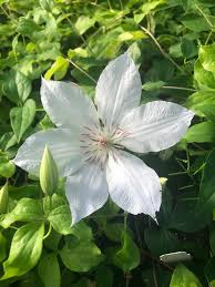 Attēlu rezultāti vaicājumam “Clematis flower”