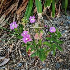 Attēlu rezultāti vaicājumam “Epilobium hirsutum leaf”